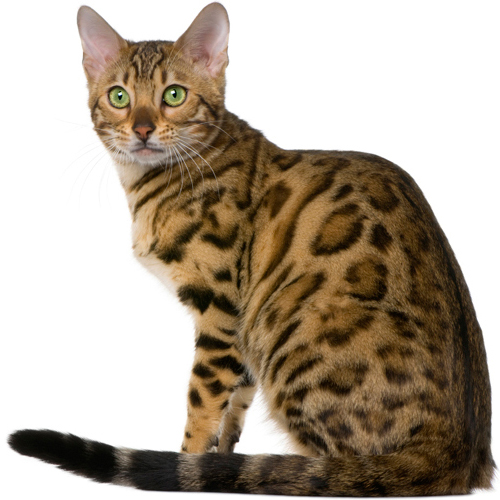 Top 10 Most Popular Cat Breeds