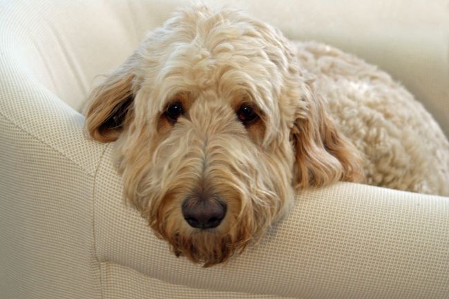 Oodles of Poodles: Crossbreeds and Why They are Growing in Popularity