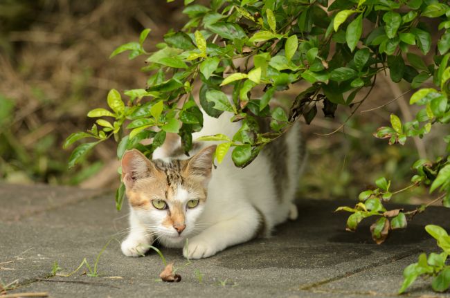 Unwanted Gifts: Dealing With Your Cat’s Latest Kill