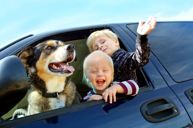 5 Reasons to Adopt a Senior Dog