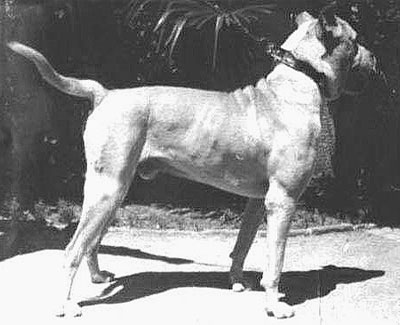 Endangered Domestic Dogs