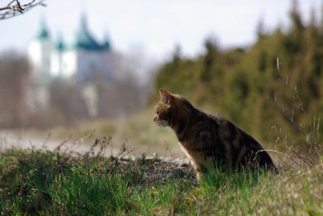 What To Do When Your Cat Runs Away