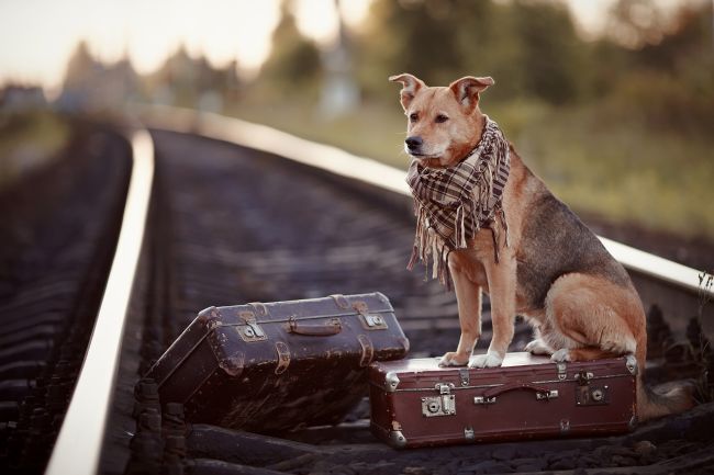 Why Do Dogs Run Away?
