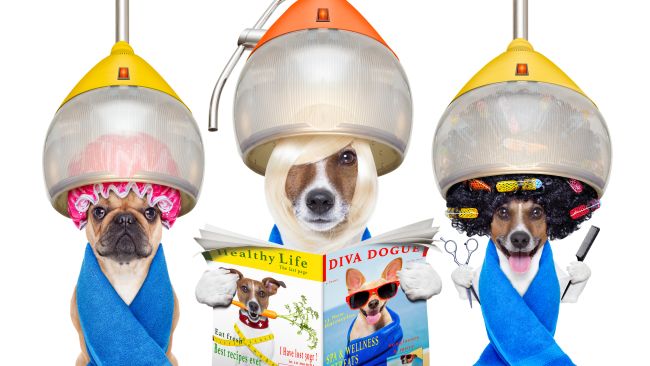 Ornate Grooming Treatments for Pets