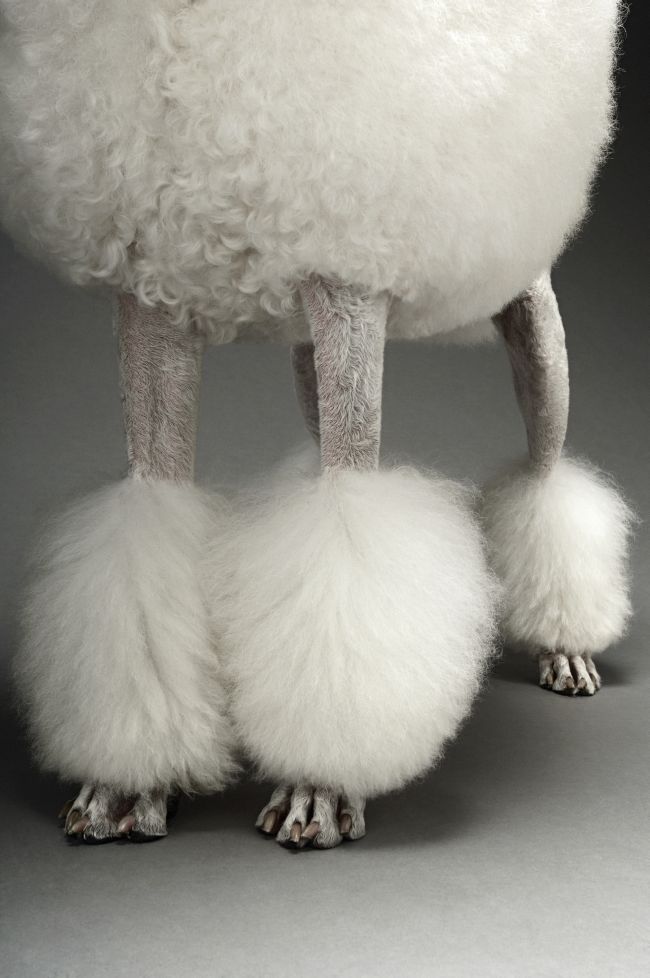 Poodle Coats:  All Intents and Purposes