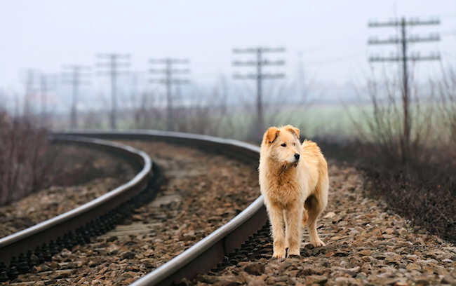How to Keep Your Dog From Running Away