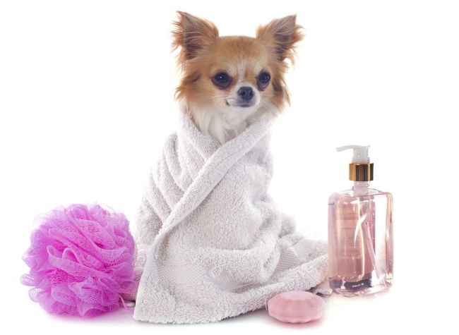 Pet Spa, Grooming, & Treatments