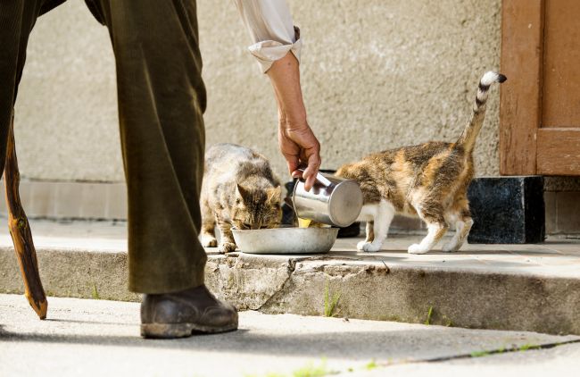 How to Catch A Feral Cat