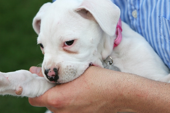 When Puppies Bite: Breaking the Habit Early