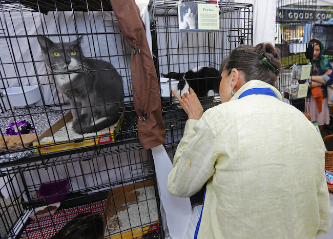 Adoption Considerations: What Kind of Cat Is Best For You?