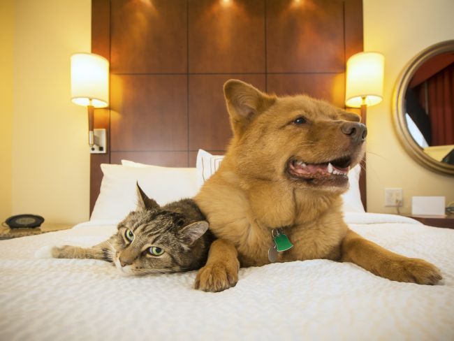 Pets As Family Members: What is Too Far?