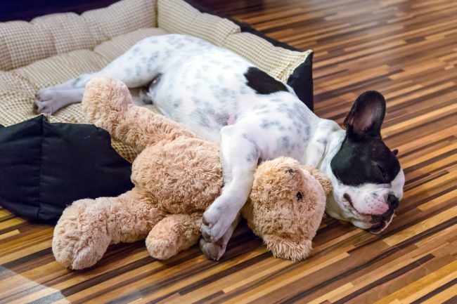 What To Do When Your Pet is Pregnant