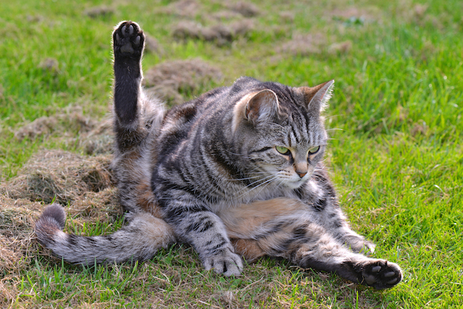 Yoga Posing Pets