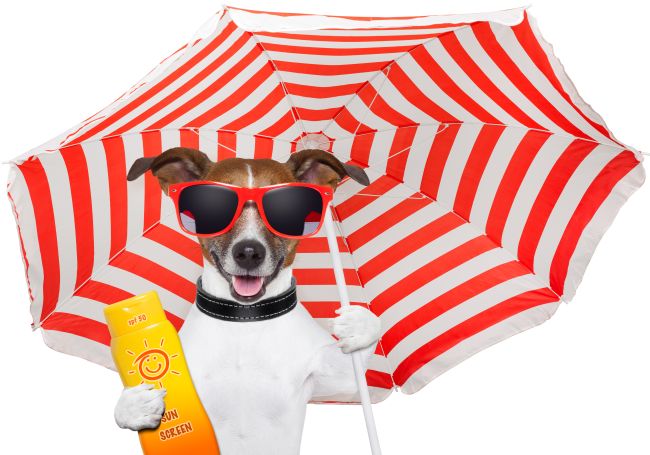 Blocking The Sun: How to Protect Your Pet From Getting Burned