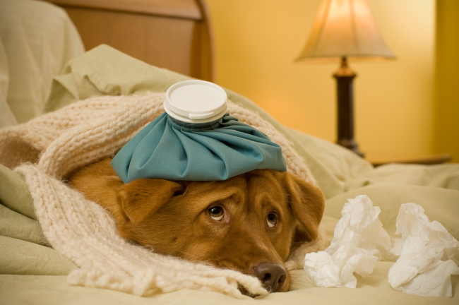Medications for Pets