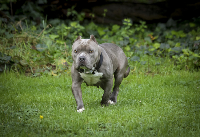 Worst Dogs for First Time Pet Owners