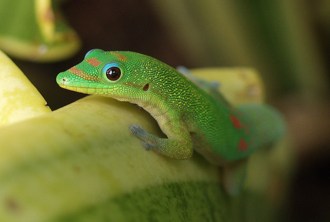 Perfect Pets for Non-Committal People