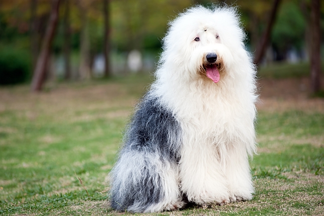 Long haired sheep dogs online