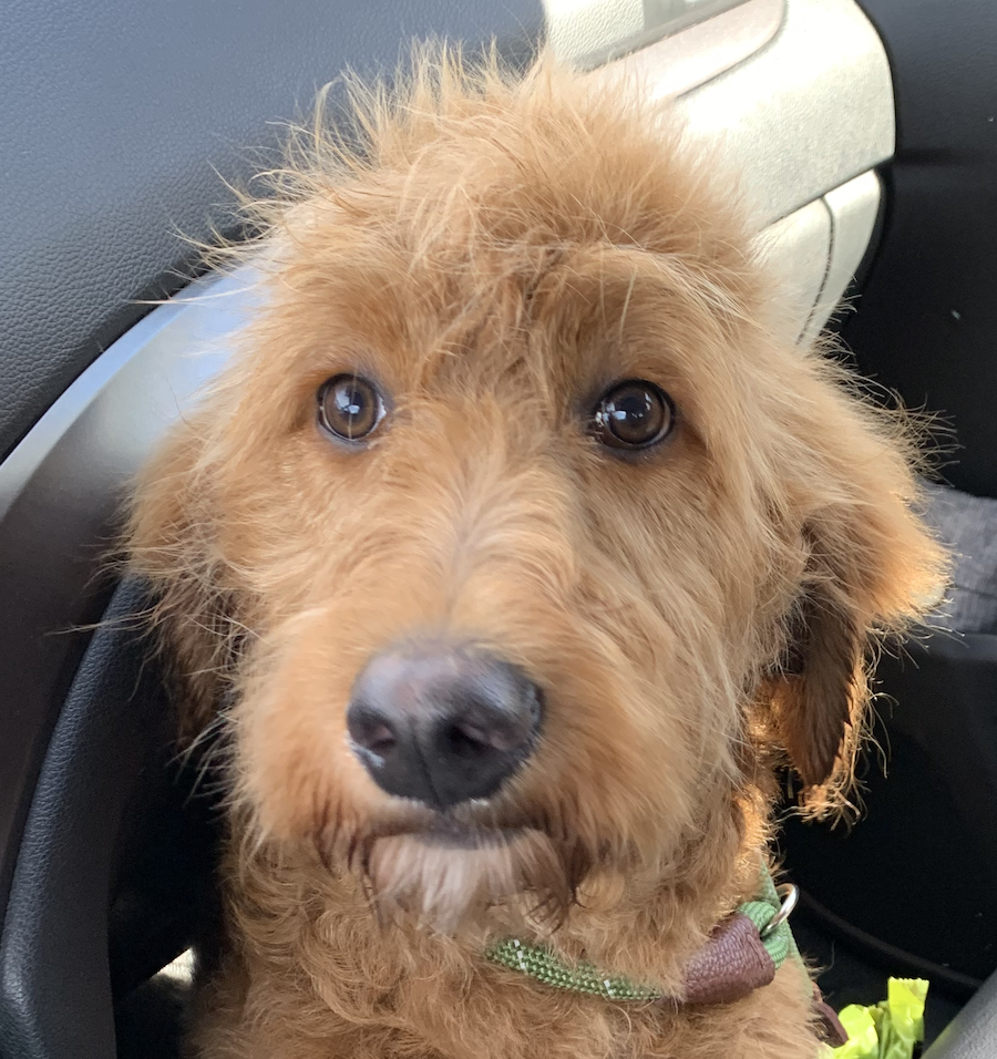 Hazel's Avatar